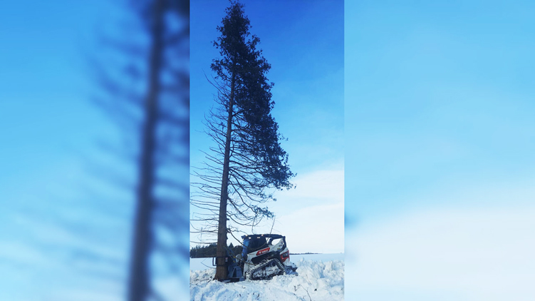 Baumalight tree shear moving sheared tree