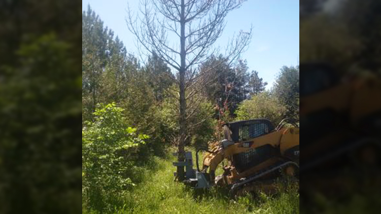 Tree shear heavy cutting in action